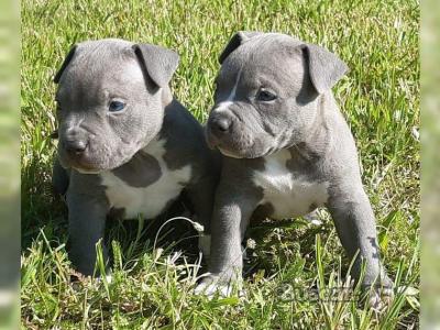 Preciosos cachorros de Pitbull para buenos hogares
