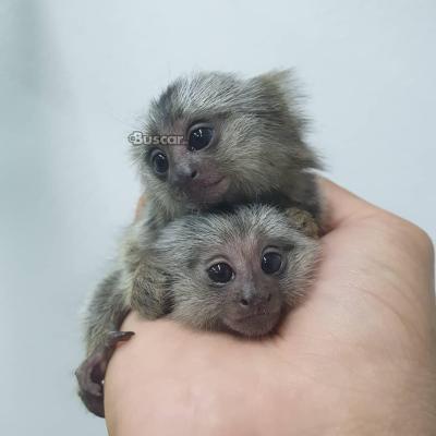 Monos tití bebes macho y hembra de 13 semanas en adopción...