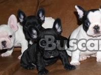 Cachorros Bulldog Francés en adopcion