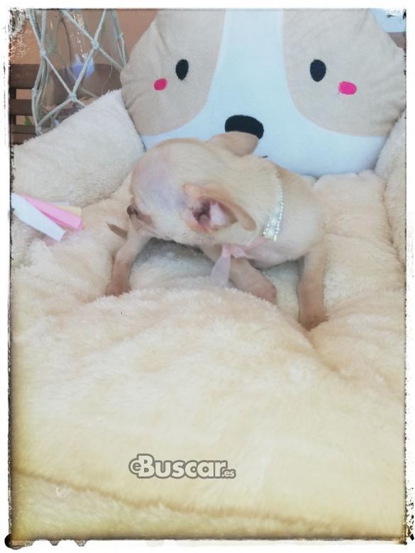 Chihuahua toy macho 6 meses sin engaños