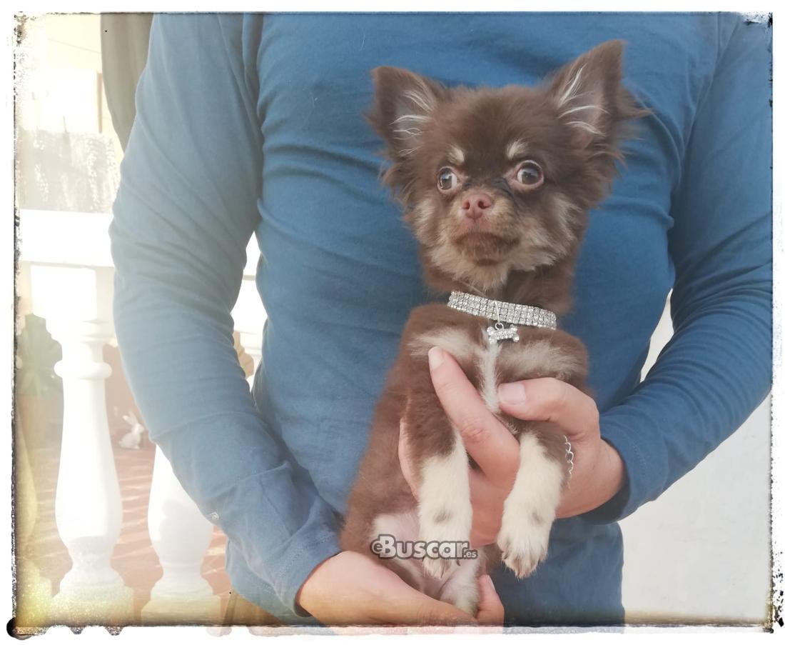 Chihuahua macho pelo largo chocolate 3 meses y medio