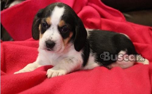 BEAGLE TRICOLOR
