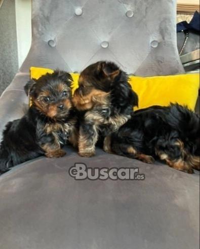PEQUEÑOS CACHORROS DE YORKSHIRE