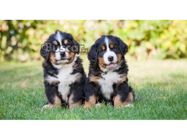 Cachorros de montaña de Bernese registrados,