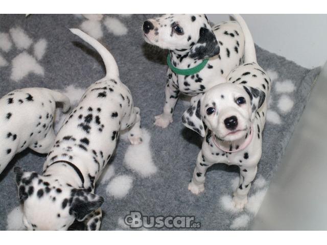 cachorros dálmatas