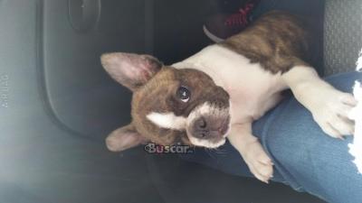 Boston terrier