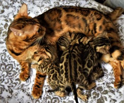 impresionante camada de gatitos bengalí