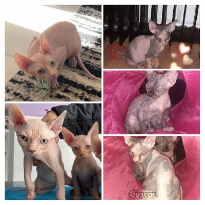 Camada Sphynx