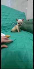 thumb ***MAGNIFICOS CACHORRITOS CHIHUAHUA  TOY DE CAPRICHO ***