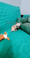 thumb ***MAGNIFICOS CACHORRITOS CHIHUAHUA  TOY DE CAPRICHO ***