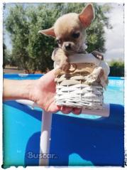 Chihuahua hembra toy una moneria