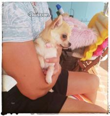 Chihuahua hembra 7 meses un amor