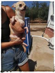Chihuahua hembra 7 meses muy cariñosa