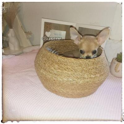 Chihuahua hembra 6 meses pesando 900g