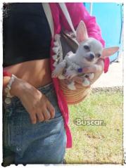 Chihuahua toy hembra blanca 6 meses sin estafas