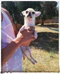 Chihuahua  hembra 7 meses puro amor