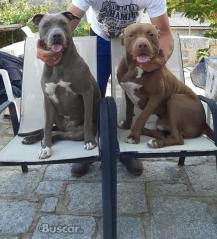 thumb SE VENDEN PITBULL