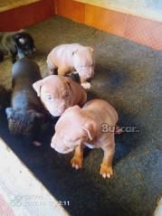 thumb SE VENDEN PITBULL