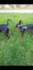 DISPONIBLE CAMADA DE PINSCHER