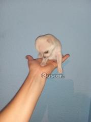 Chihuahua mini toy de capricho