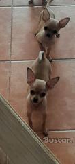 Chihuahua toy cachorros
