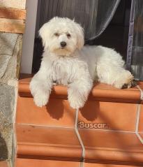 thumb Bichon Maltes