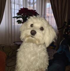 thumb Bichon Maltes