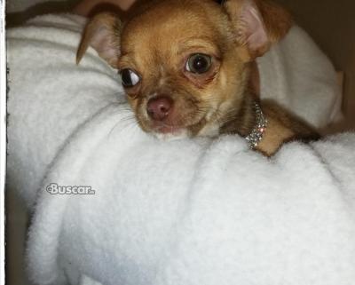 Chihuahua machos pelo corto