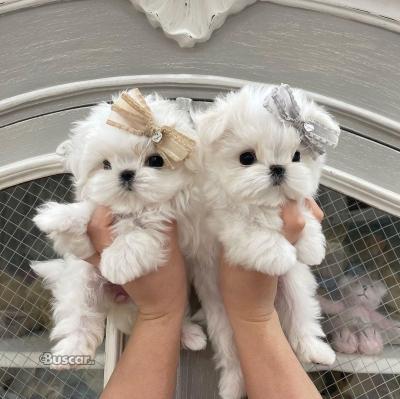 thumb Bichón maltés