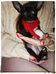 Chihuahua macho toy 4 meses y medio sin engaños
