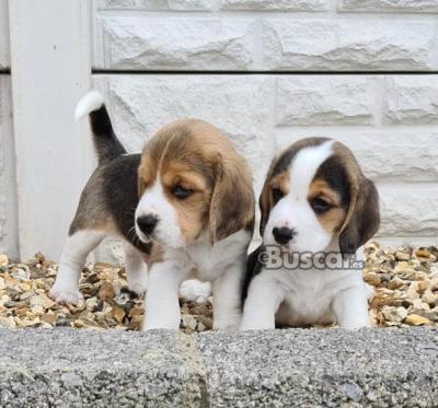 Cachorros de beagle adorables.