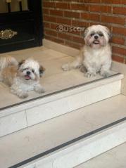 thumb Cachorros Shih Tzu