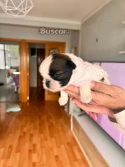 thumb Cachorros Shih Tzu