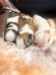 thumb Cachorros Shih Tzu