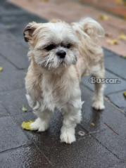 thumb Cachorros Shih Tzu
