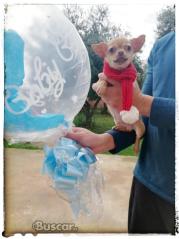 thumb Macho Chihuahua dos meses y medio