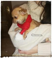 thumb Macho Chihuahua dos meses y medio