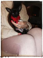 Chihuahua macho toy 5 meses precioso
