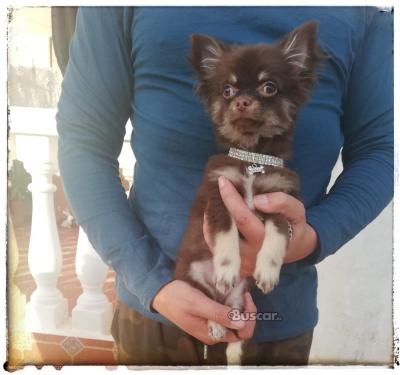 Chihuahua macho 5 meses pelo largo precioso