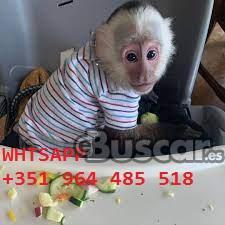 Maravillosos monos capuchinos a la venta