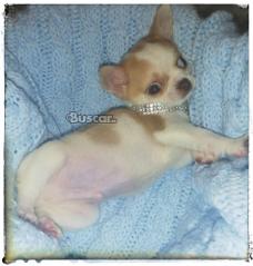 Chihuahua Machito precioso de 4 meses sin engaños