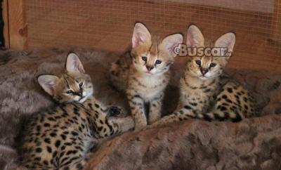 Gato serval, gato ocelote, gato caracal disponible