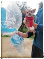 Chihuahua macho precioso 3 meses y medio