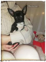 Precioso macho toy chihuahua 5 meses y medio