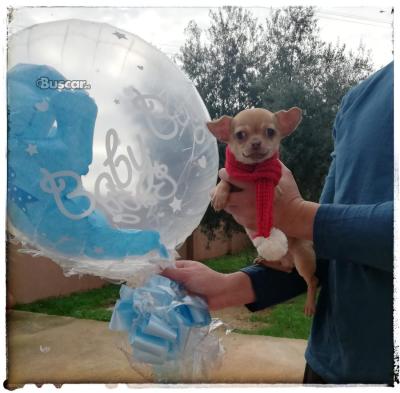 Chihuahua macho 5 meses