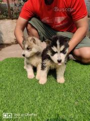 Vendo cachorros husky siberiano
