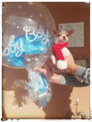 thumb Espectacular macho chihuahua precioso 5 meses