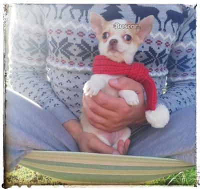 thumb Chihuahua macho 5 meses precioso