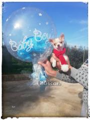 thumb Precioso chihuahua macho 5 meses