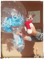 thumb Precioso chihuahua macho 5 meses
